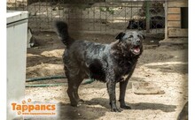 CIPO, Hund, Mischlingshund in Ungarn - Bild 1