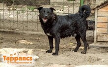 CIPO, Hund, Mischlingshund in Ungarn - Bild 2