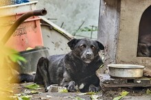 CIPO, Hund, Mischlingshund in Ungarn - Bild 3