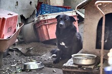 CIPO, Hund, Mischlingshund in Ungarn - Bild 4