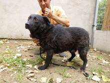 CIPO, Hund, Mischlingshund in Ungarn - Bild 5