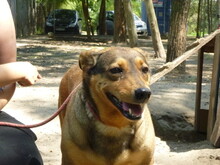 LIZZY, Hund, Mischlingshund in Ungarn - Bild 1