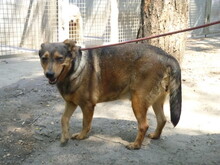 LIZZY, Hund, Mischlingshund in Ungarn - Bild 2