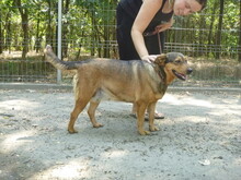 LIZZY, Hund, Mischlingshund in Ungarn - Bild 3