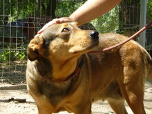 LIZZY, Hund, Mischlingshund in Ungarn - Bild 4