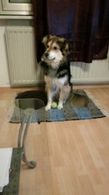 DAG, Hund, Mischlingshund in Bexbach - Bild 3