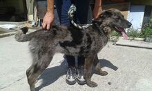 HENA, Hund, Mischlingshund in Slowakische Republik - Bild 1