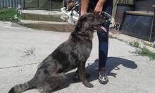 HENA, Hund, Mischlingshund in Slowakische Republik - Bild 2