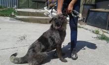 HENA, Hund, Mischlingshund in Slowakische Republik - Bild 3