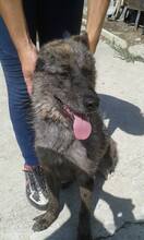 HENA, Hund, Mischlingshund in Slowakische Republik - Bild 4