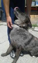 HENA, Hund, Mischlingshund in Slowakische Republik - Bild 5