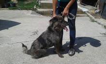 HENA, Hund, Mischlingshund in Slowakische Republik - Bild 7