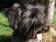 LUJZA, Hund, Mischlingshund in Slowakische Republik - Bild 2