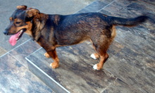 DUSHAN, Hund, Mischlingshund in Kroatien - Bild 1