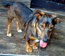 DUSHAN, Hund, Mischlingshund in Kroatien - Bild 5