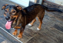 DUSHAN, Hund, Mischlingshund in Kroatien - Bild 7