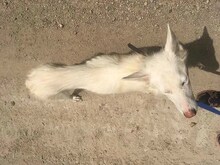 MALIBU, Hund, Mischlingshund in Slowakische Republik - Bild 6