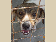 PABLO, Hund, Mischlingshund in Rumänien - Bild 1