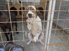 PABLO, Hund, Mischlingshund in Rumänien - Bild 2
