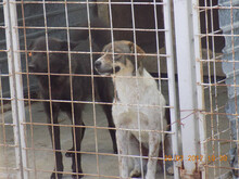 PABLO, Hund, Mischlingshund in Rumänien - Bild 3
