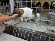 PABLO, Hund, Mischlingshund in Rumänien - Bild 4