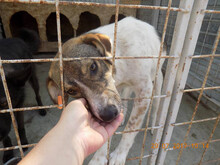 PABLO, Hund, Mischlingshund in Rumänien - Bild 5