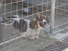 PABLO, Hund, Mischlingshund in Rumänien - Bild 6