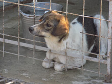 PABLO, Hund, Mischlingshund in Rumänien - Bild 7