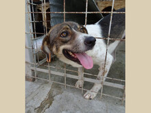 PABLO, Hund, Mischlingshund in Rumänien - Bild 8