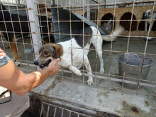 PABLO, Hund, Mischlingshund in Rumänien - Bild 9