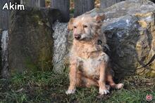 AKBAR, Hund, Mischlingshund in Donzdorf - Bild 1