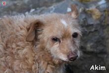 AKBAR, Hund, Mischlingshund in Donzdorf - Bild 2