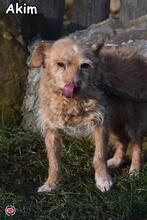 AKBAR, Hund, Mischlingshund in Donzdorf - Bild 3