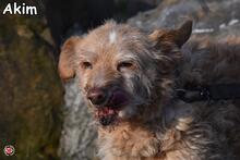 AKBAR, Hund, Mischlingshund in Donzdorf - Bild 4