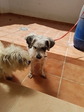 GIN, Hund, Mischlingshund in Spanien - Bild 3