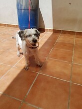GIN, Hund, Mischlingshund in Spanien - Bild 6