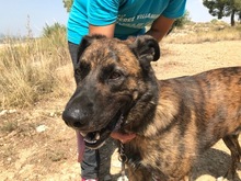 JANGLON, Hund, Mischlingshund in Spanien - Bild 1