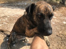 JANGLON, Hund, Mischlingshund in Spanien - Bild 10