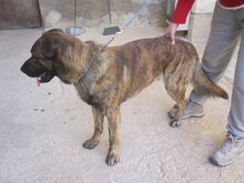 JANGLON, Hund, Mischlingshund in Spanien - Bild 11