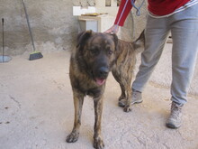 JANGLON, Hund, Mischlingshund in Spanien - Bild 12