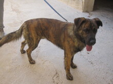 JANGLON, Hund, Mischlingshund in Spanien - Bild 13