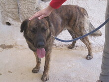 JANGLON, Hund, Mischlingshund in Spanien - Bild 14