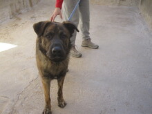 JANGLON, Hund, Mischlingshund in Spanien - Bild 15