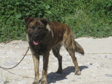 JANGLON, Hund, Mischlingshund in Spanien - Bild 16