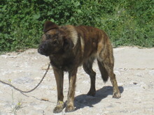 JANGLON, Hund, Mischlingshund in Spanien - Bild 17