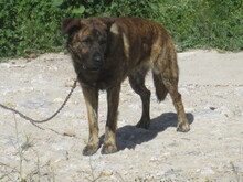 JANGLON, Hund, Mischlingshund in Spanien - Bild 18