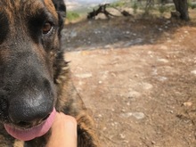 JANGLON, Hund, Mischlingshund in Spanien - Bild 19