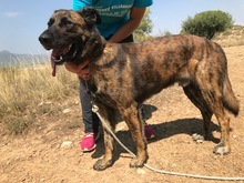 JANGLON, Hund, Mischlingshund in Spanien - Bild 2