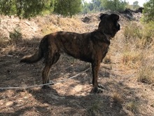 JANGLON, Hund, Mischlingshund in Spanien - Bild 20
