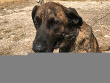 JANGLON, Hund, Mischlingshund in Spanien - Bild 3